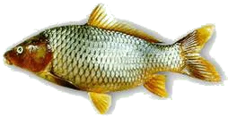 Carp