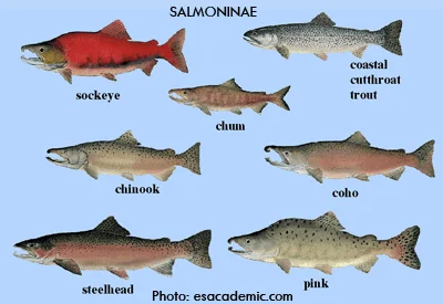 Salmon