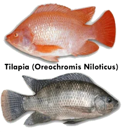 Tilapia